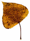 Home. leaf2